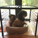 Dogs love to stay in their Air Torce B cage.